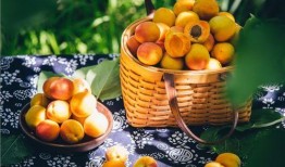 百果园爆料视频大全集最新,揭秘水果界的秘密与奇闻